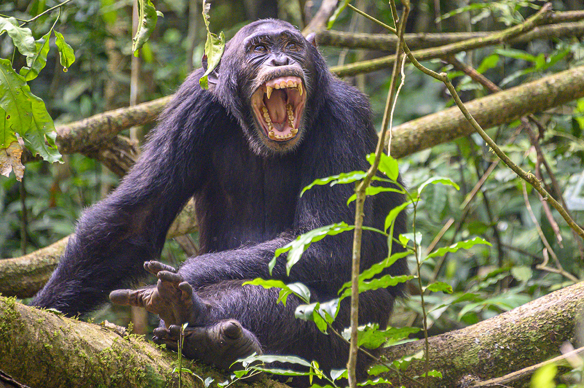 18.09.2019: Schimpansen Im Kibale Nationalpark und „Natural Walk“